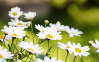 field-of-daisies-pictures